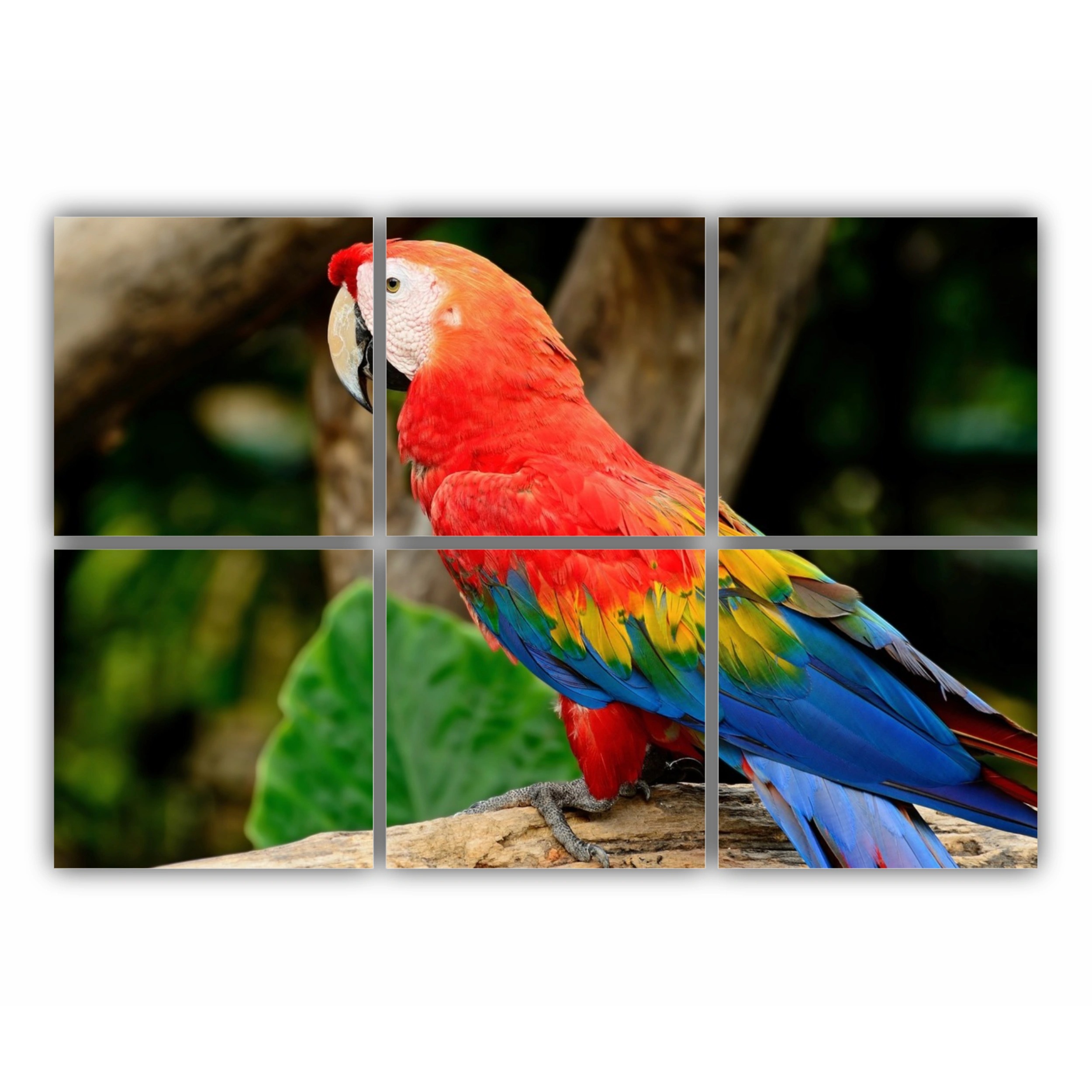 Macao stacojiu | Scarlet Macaw