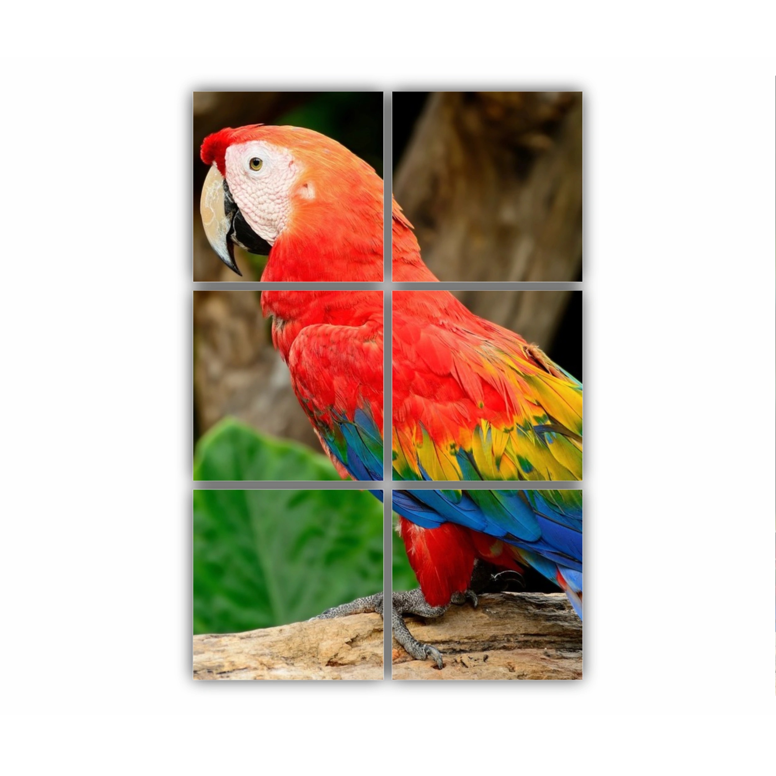 Macao stacojiu | Scarlet Macaw