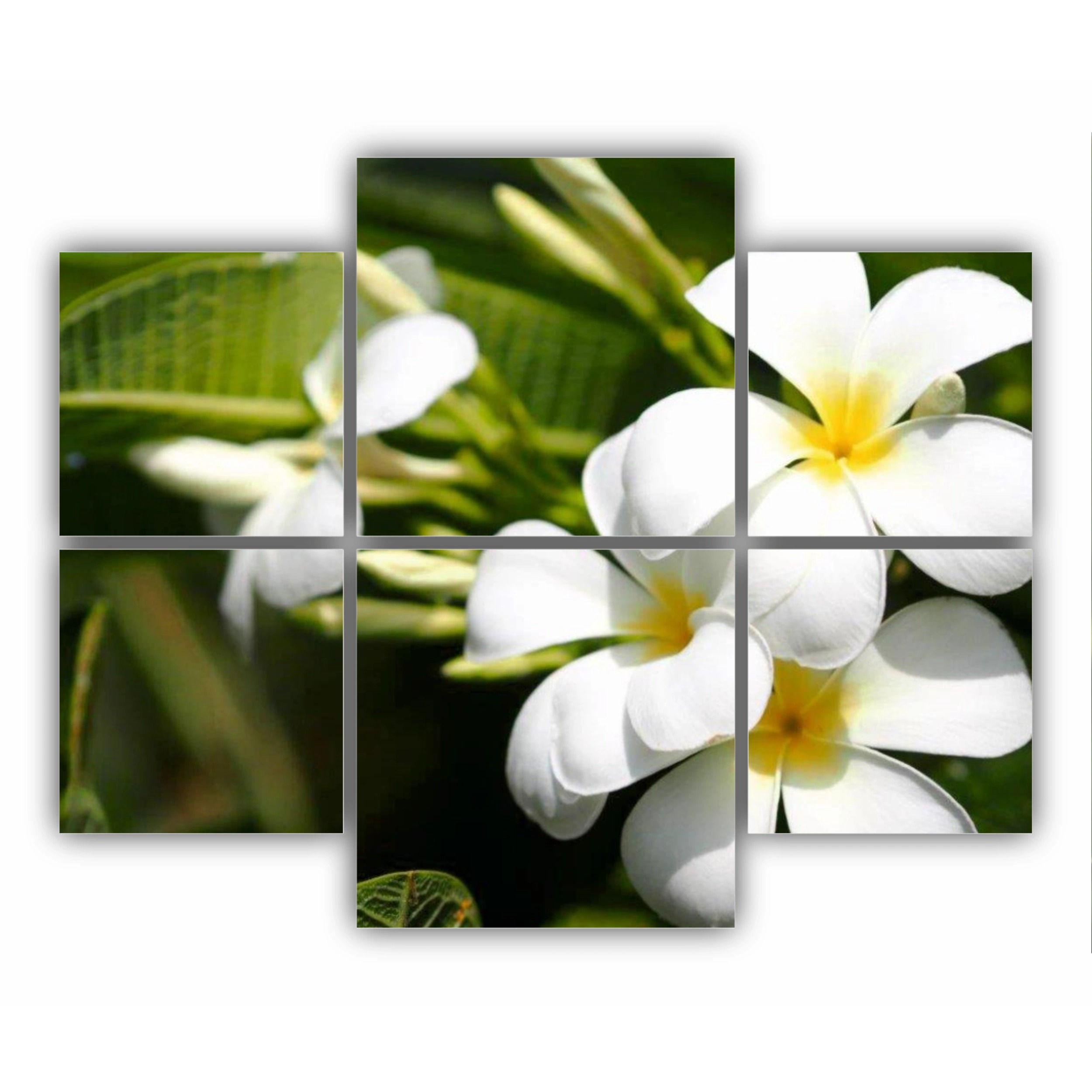 Plumeria 1