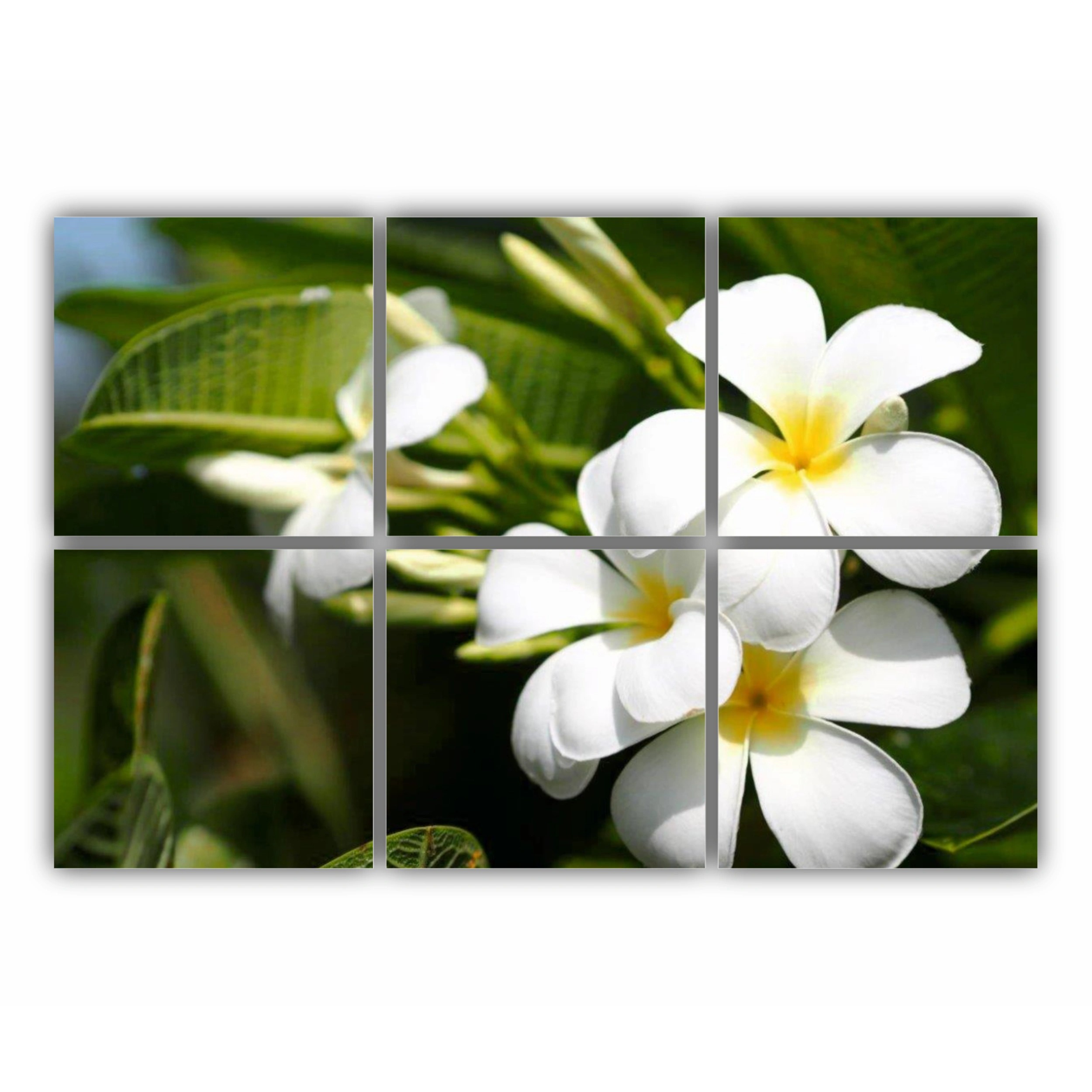 Plumeria 1