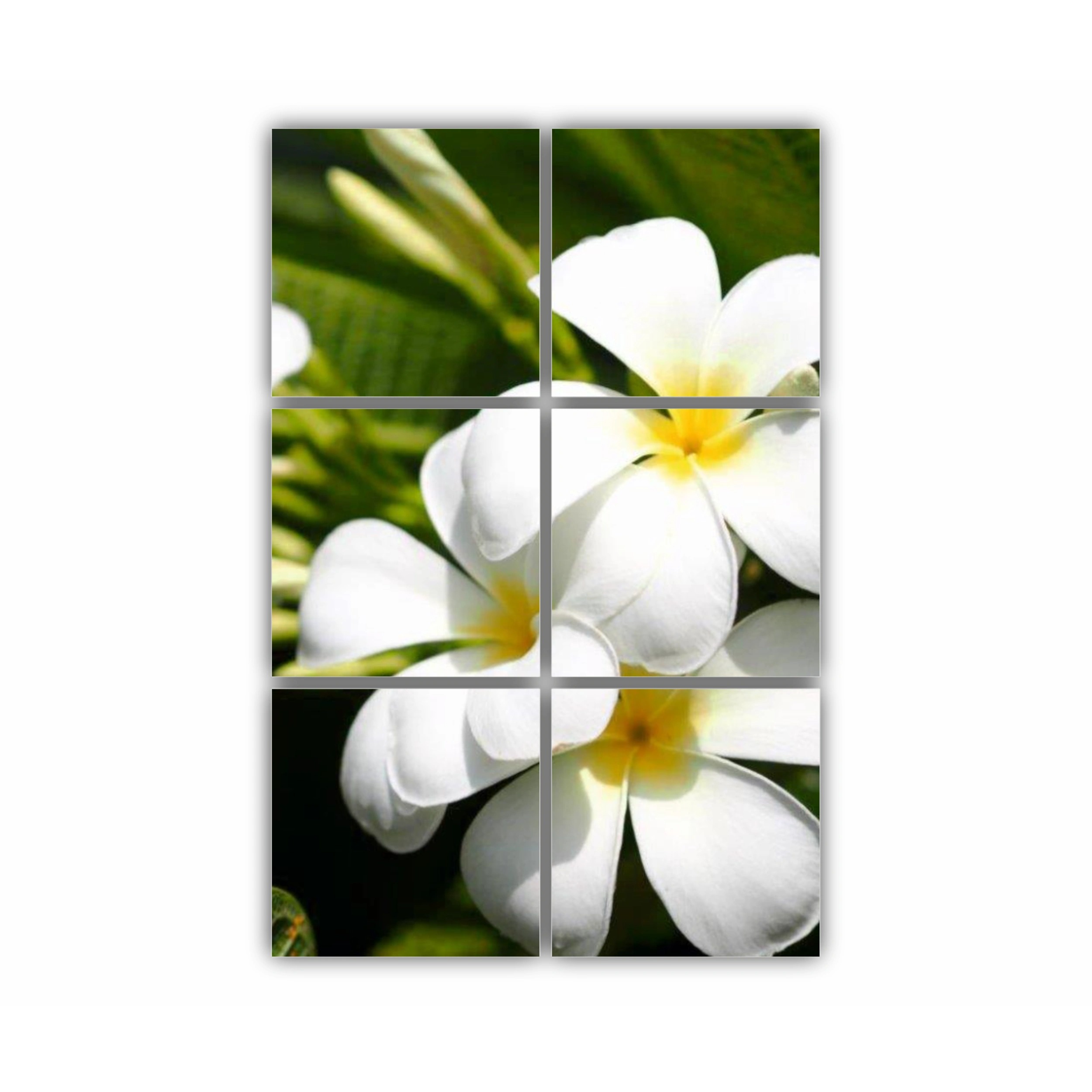 Plumeria 1