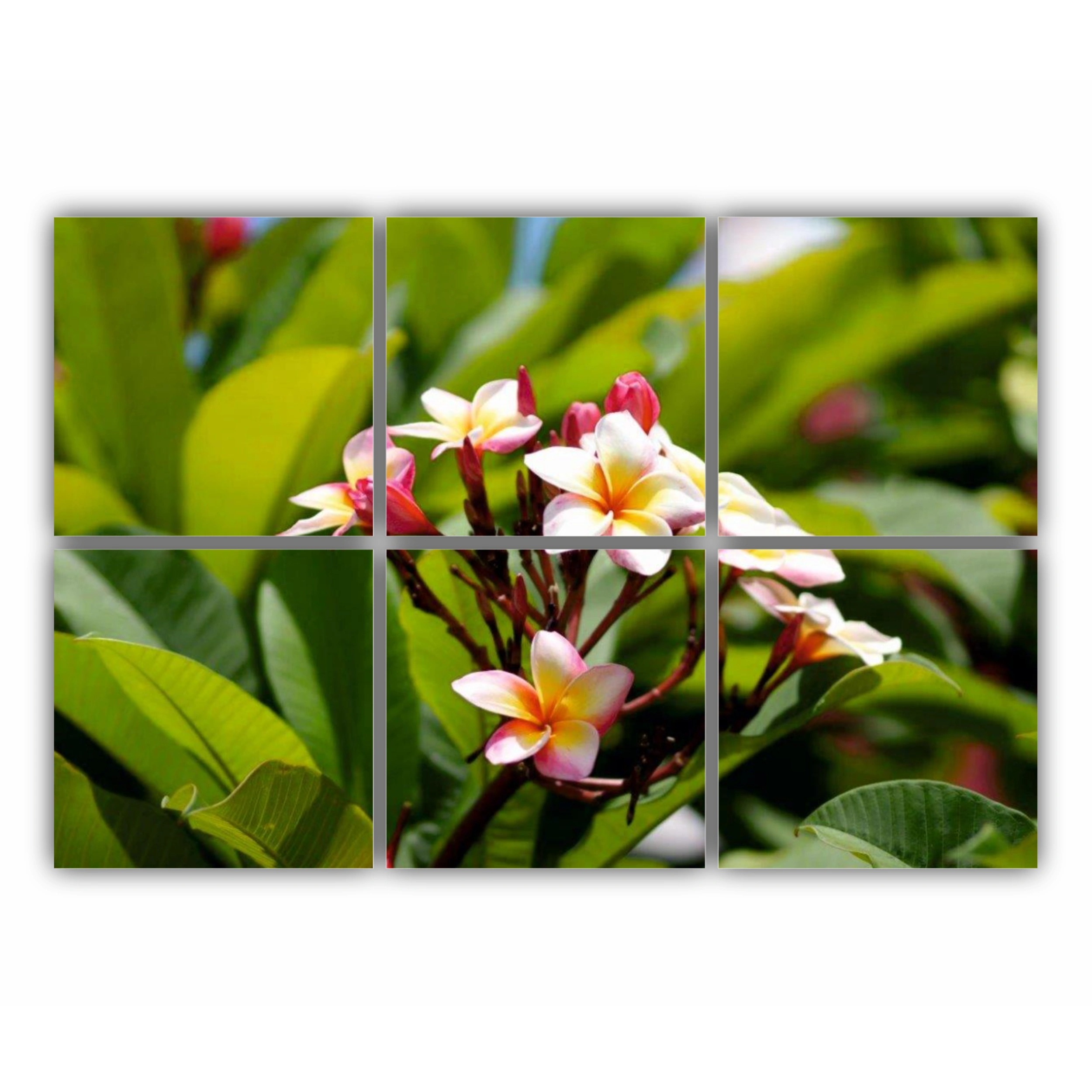 Plumeria 2