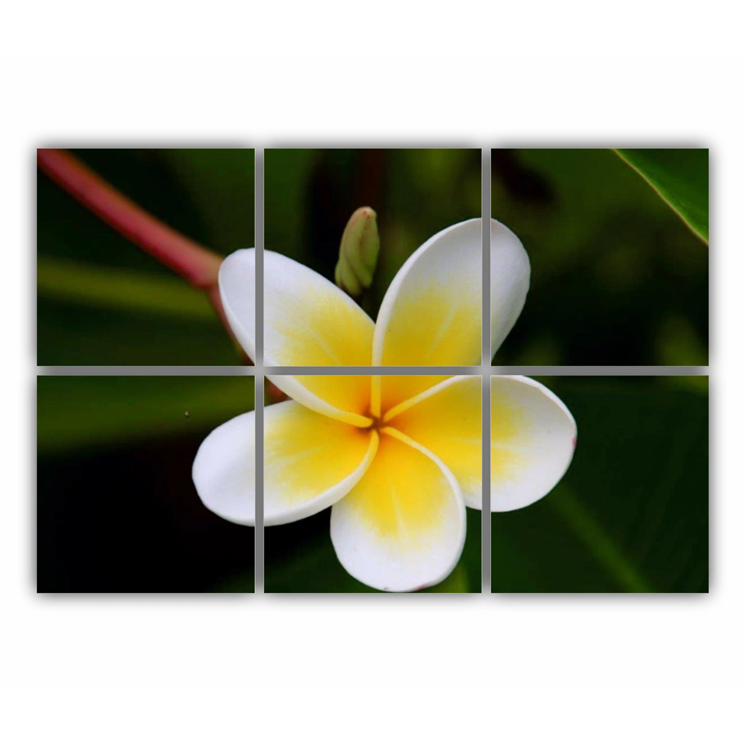 Plumeria 5