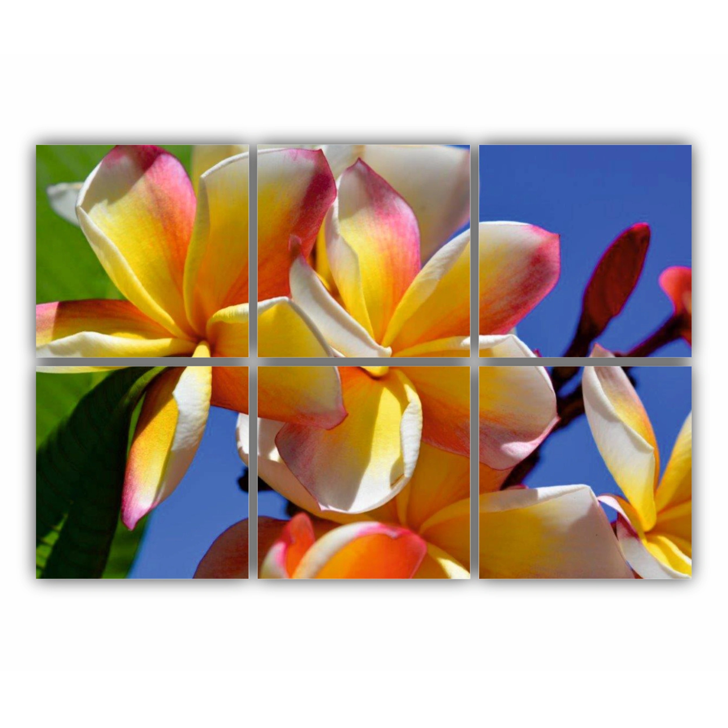 Plumeria 6