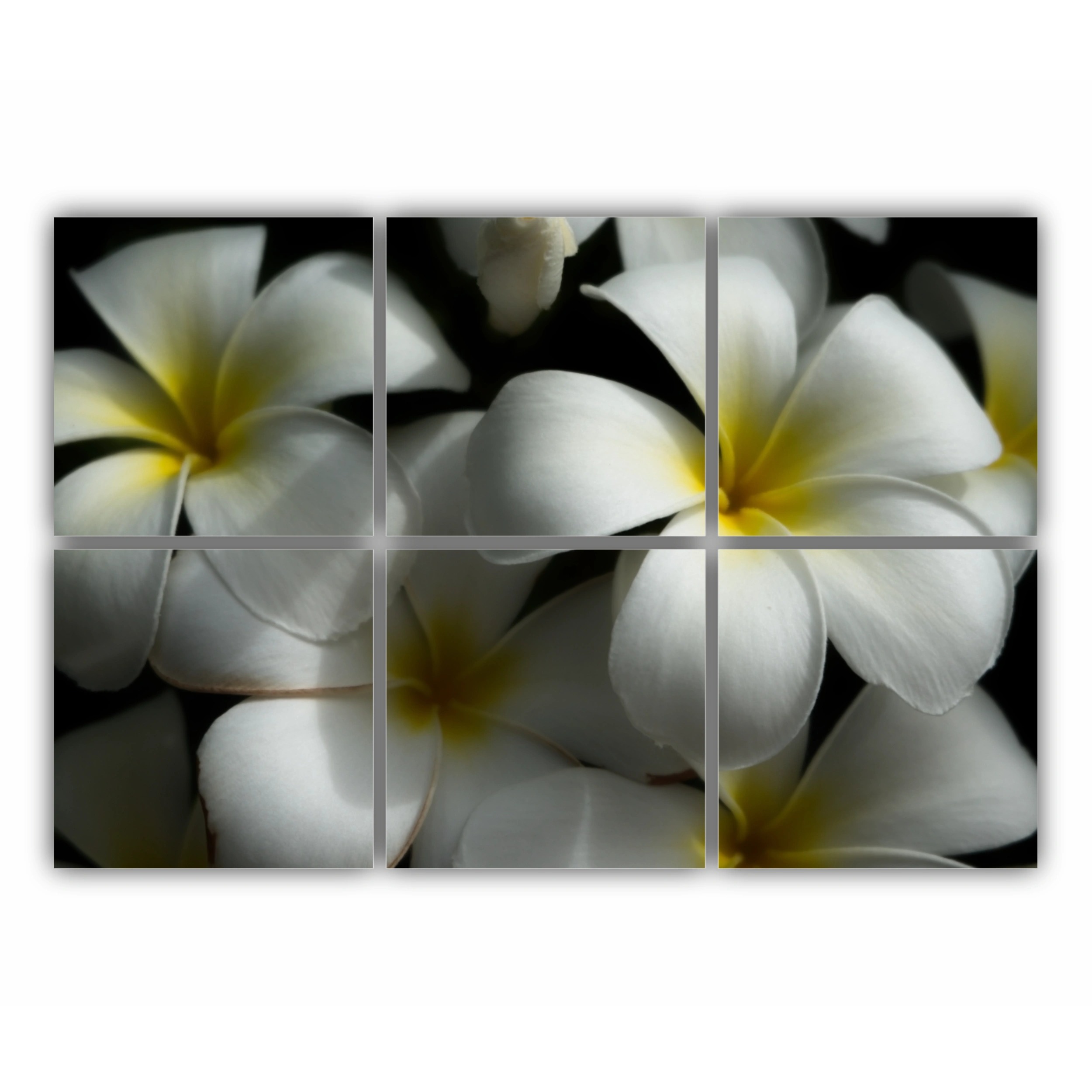 Plumeria 11