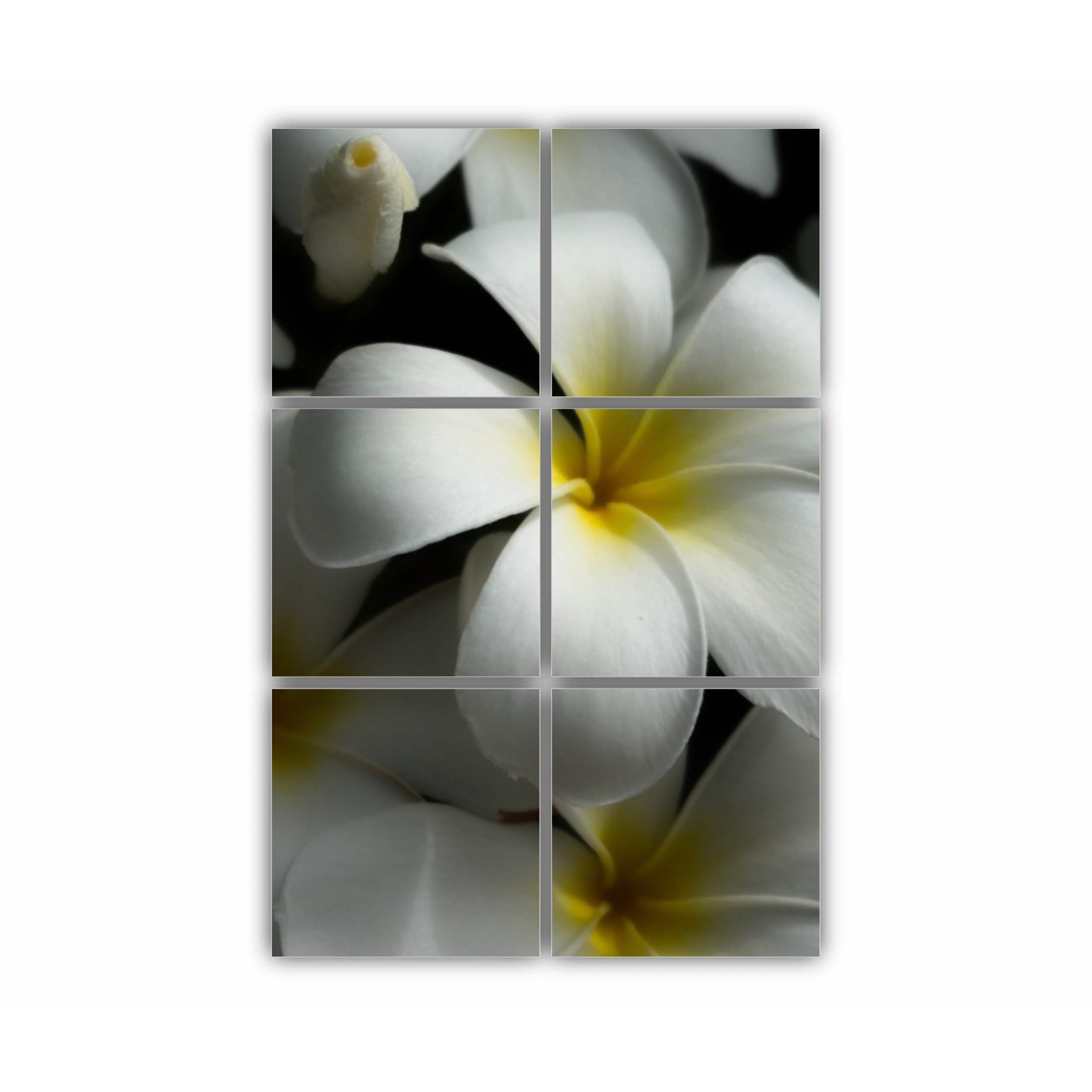 Plumeria 11