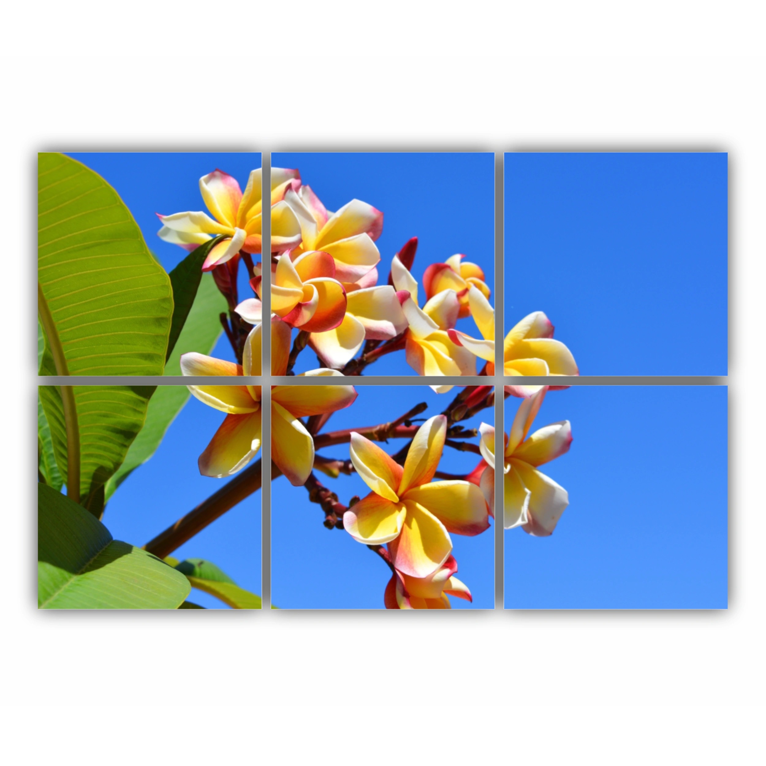 Plumeria 13