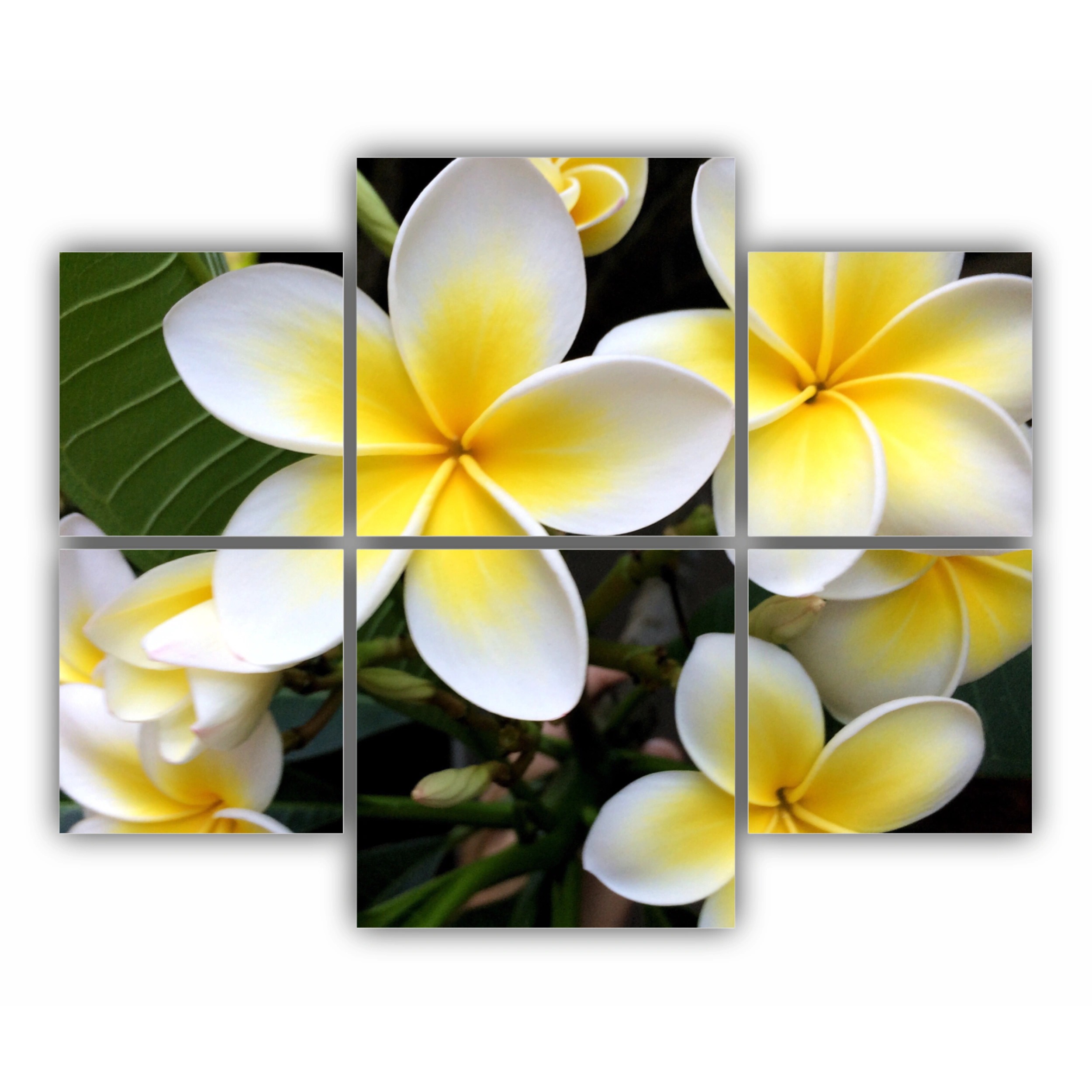 Plumeria 15