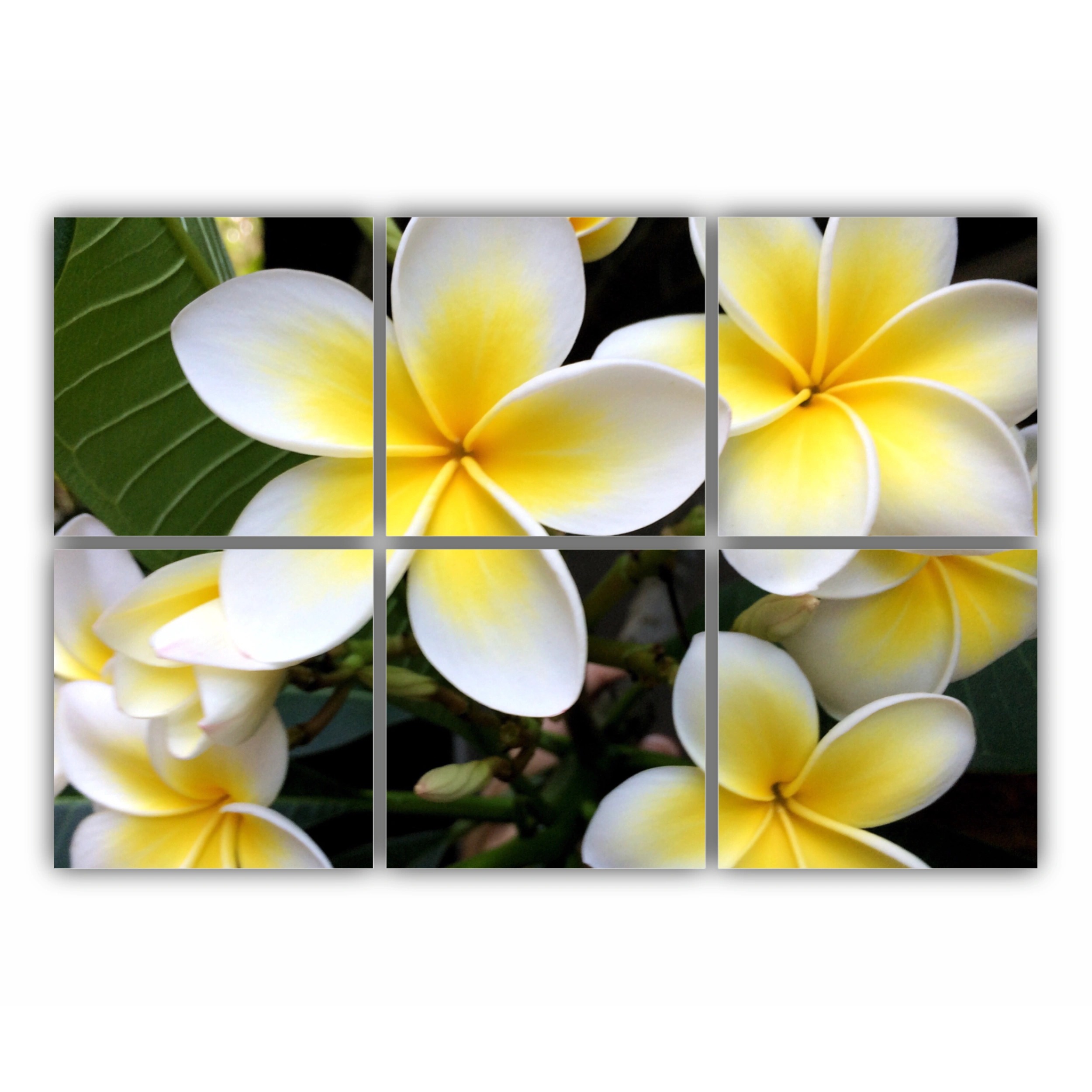 Plumeria 15