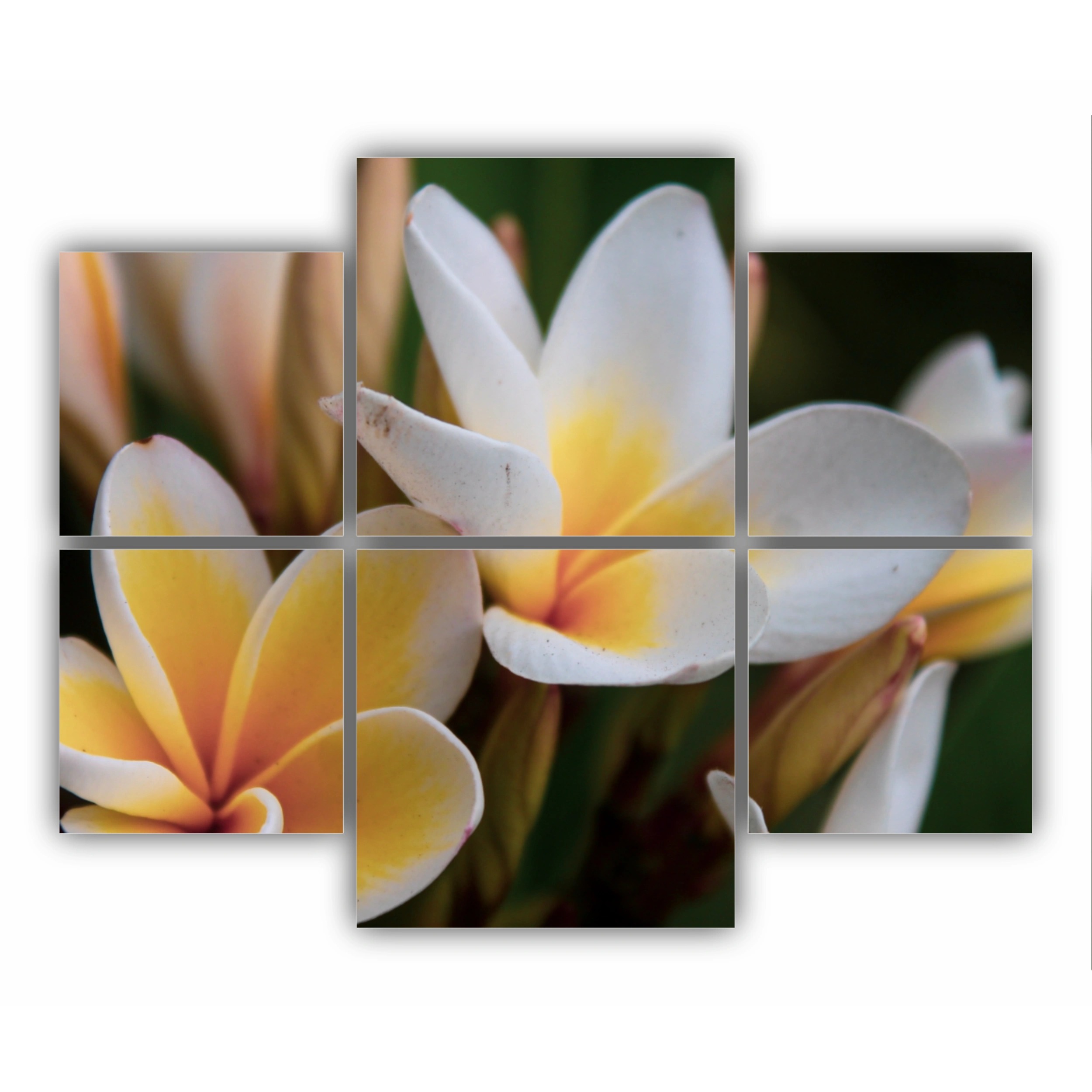 Plumeria 16