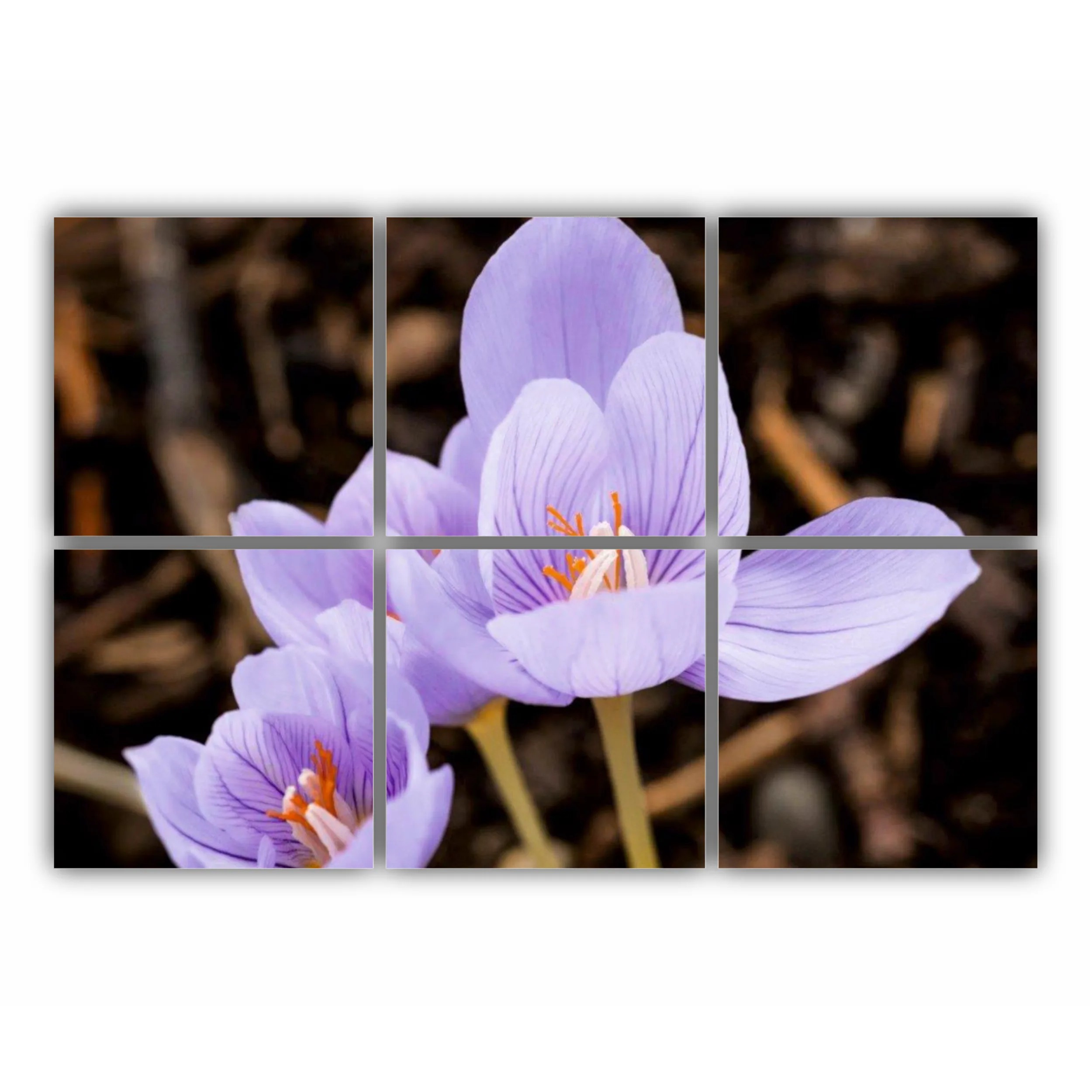 Crocus purpuriu 3