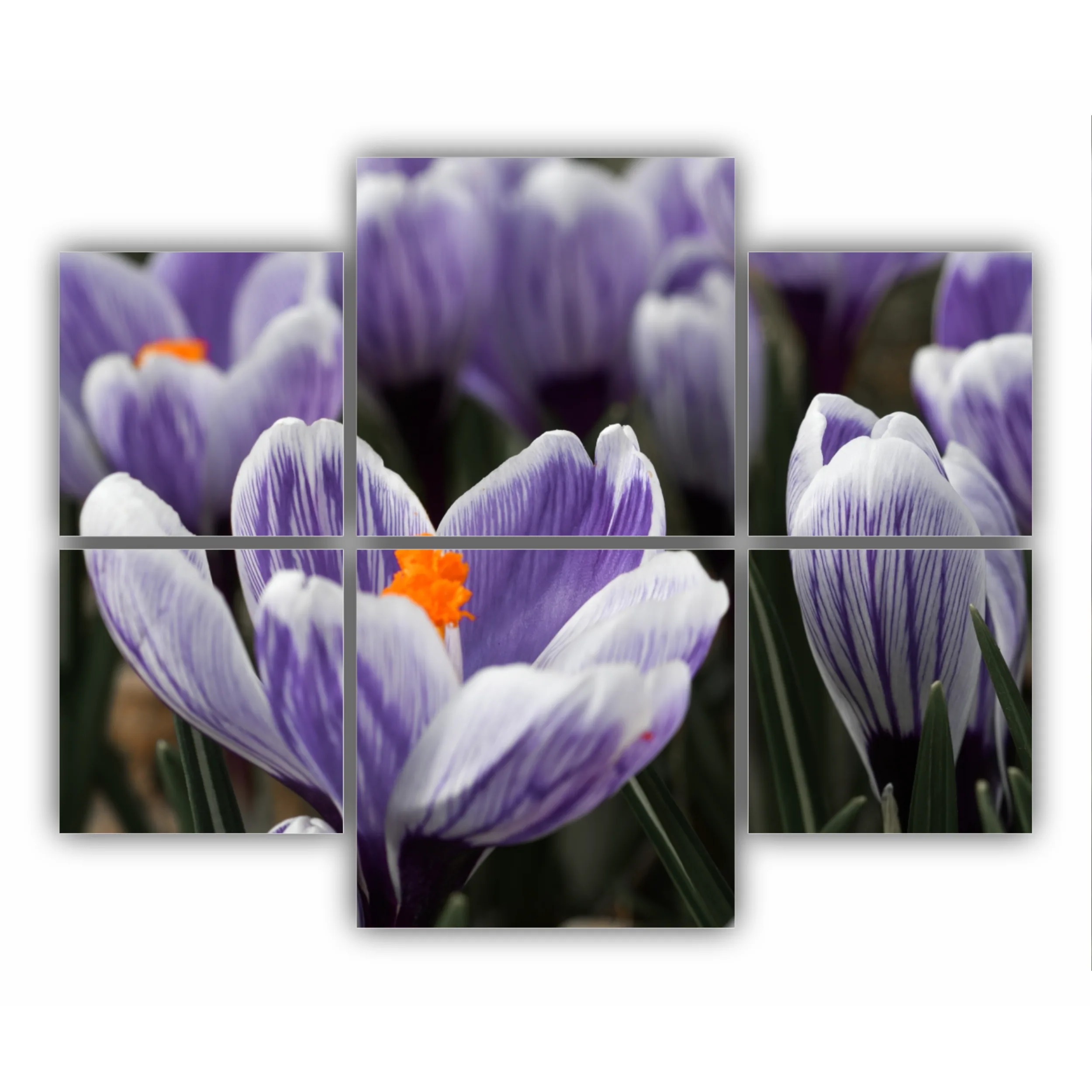 Crocus