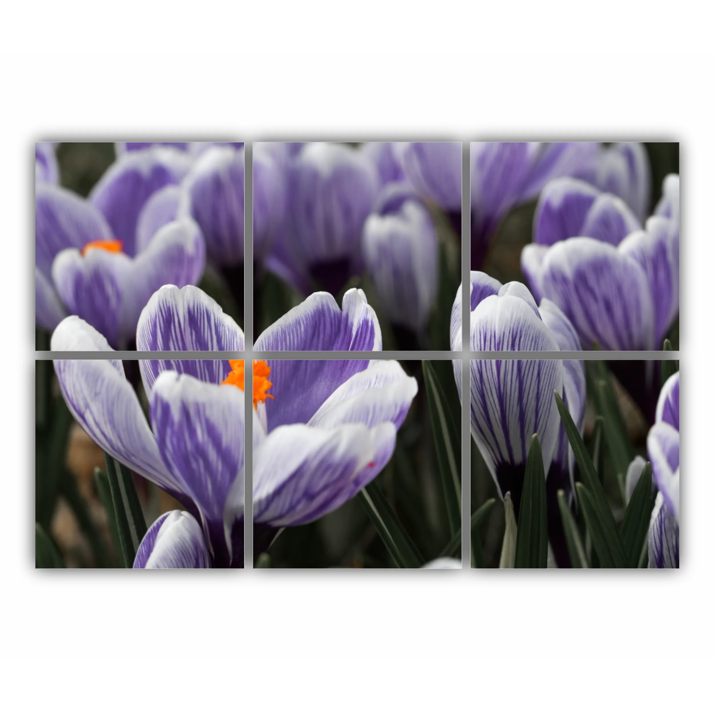 Crocus