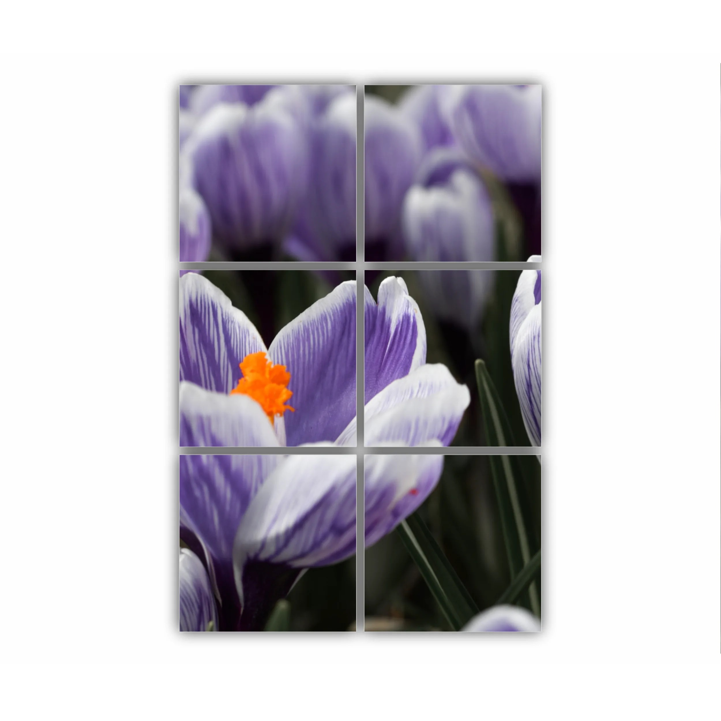 Crocus