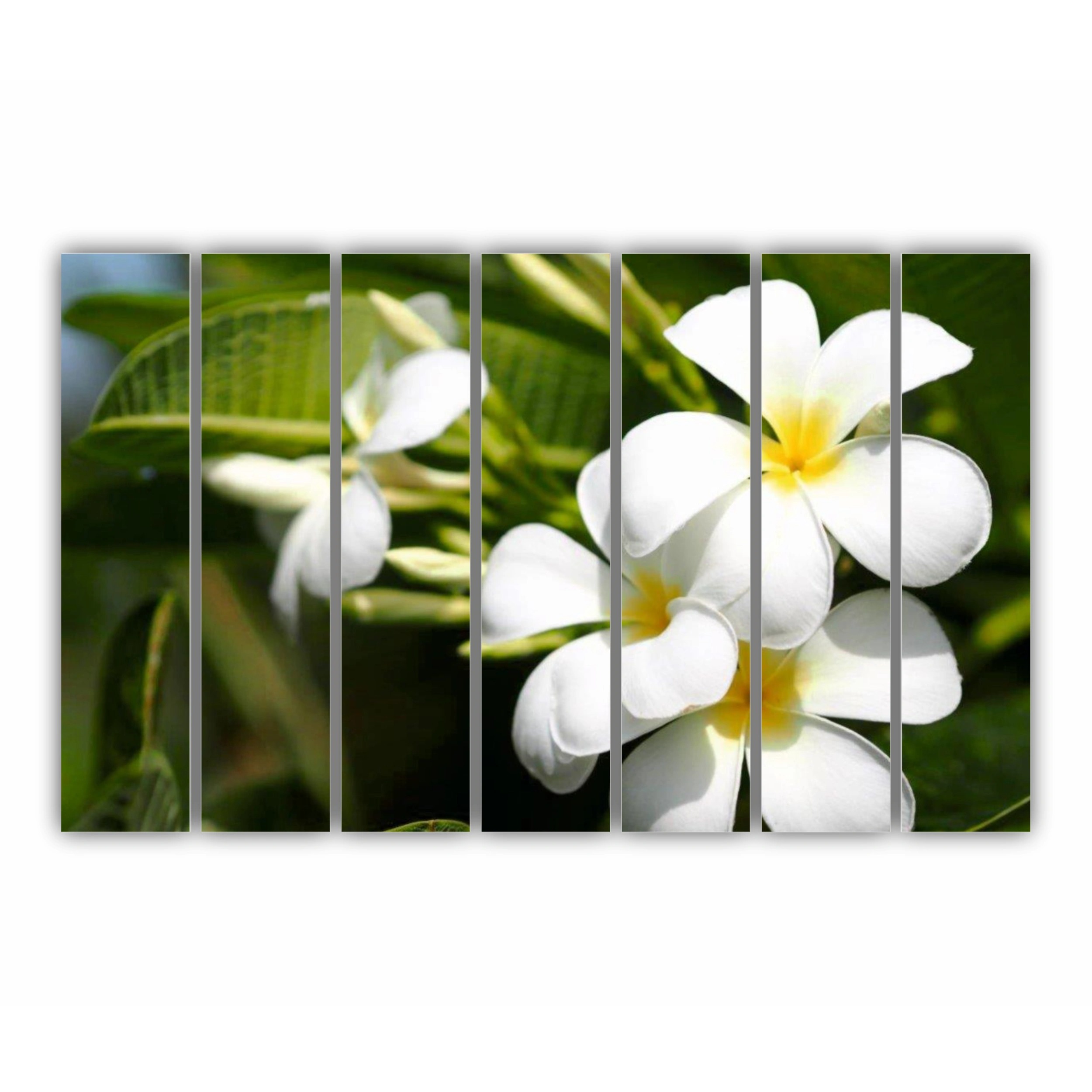 Plumeria 1