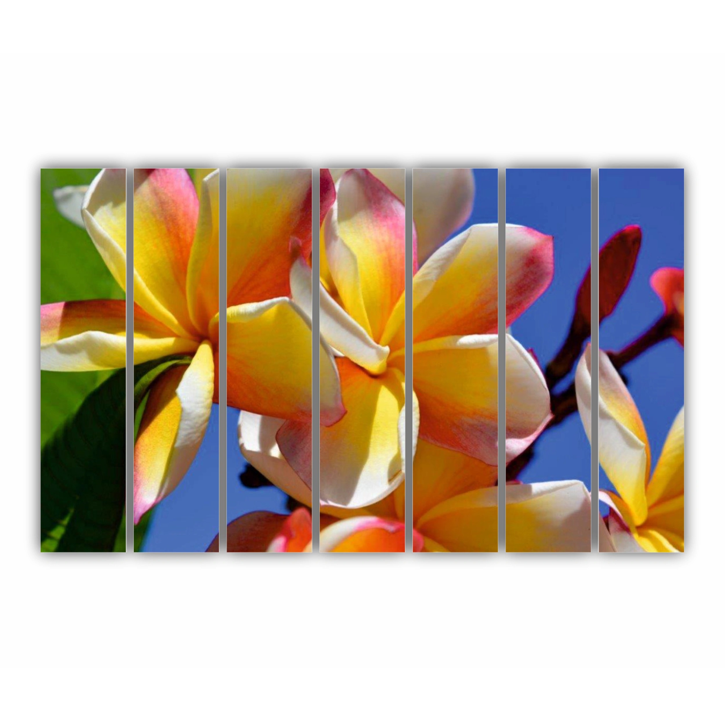 Plumeria 6