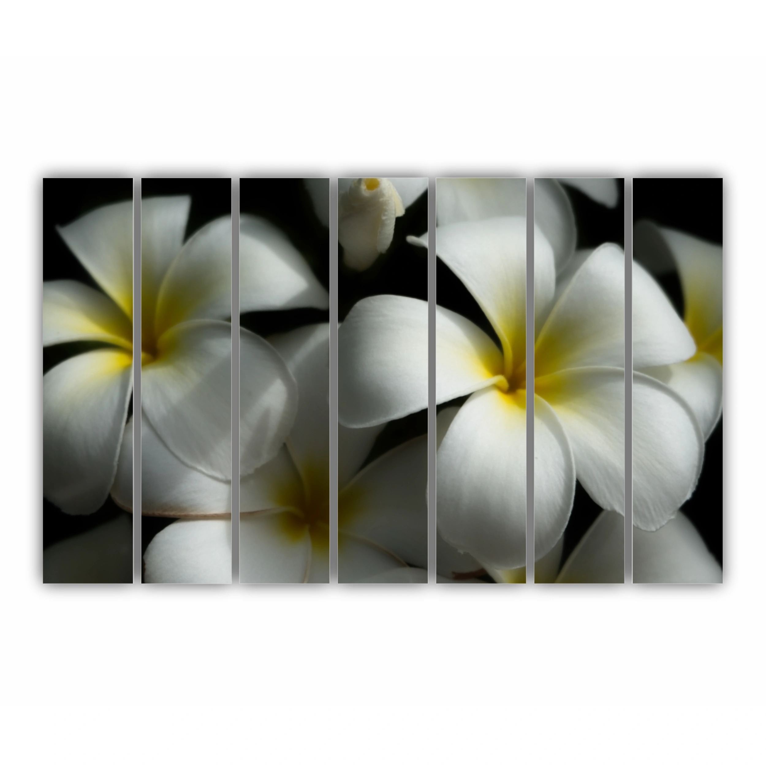 Plumeria 11