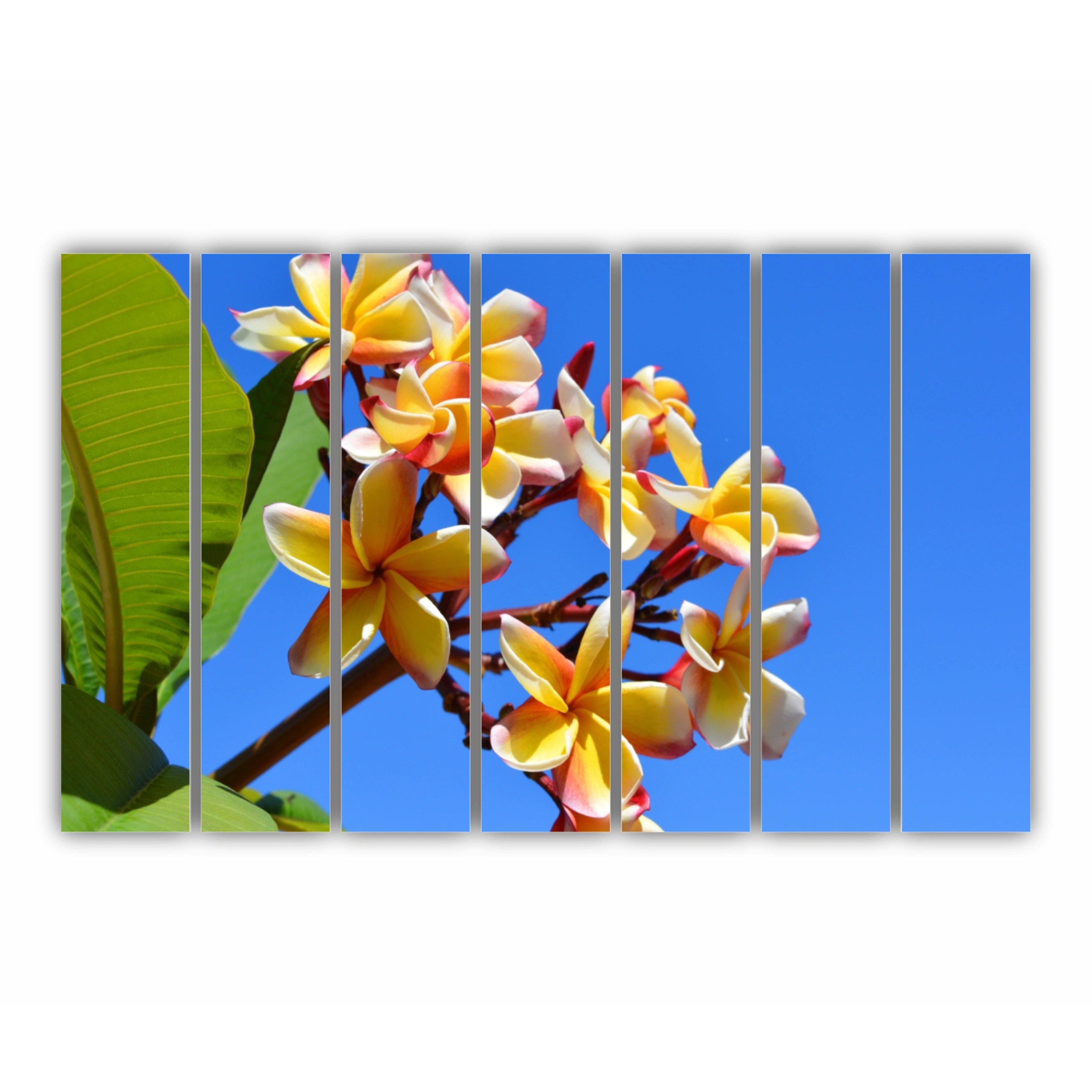 Plumeria 13