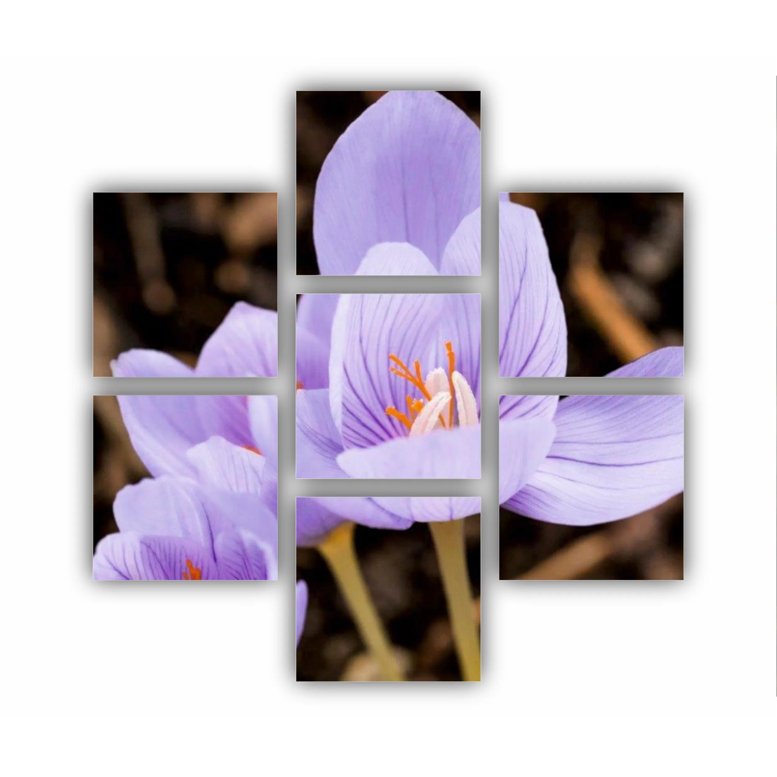 Crocus purpuriu 3