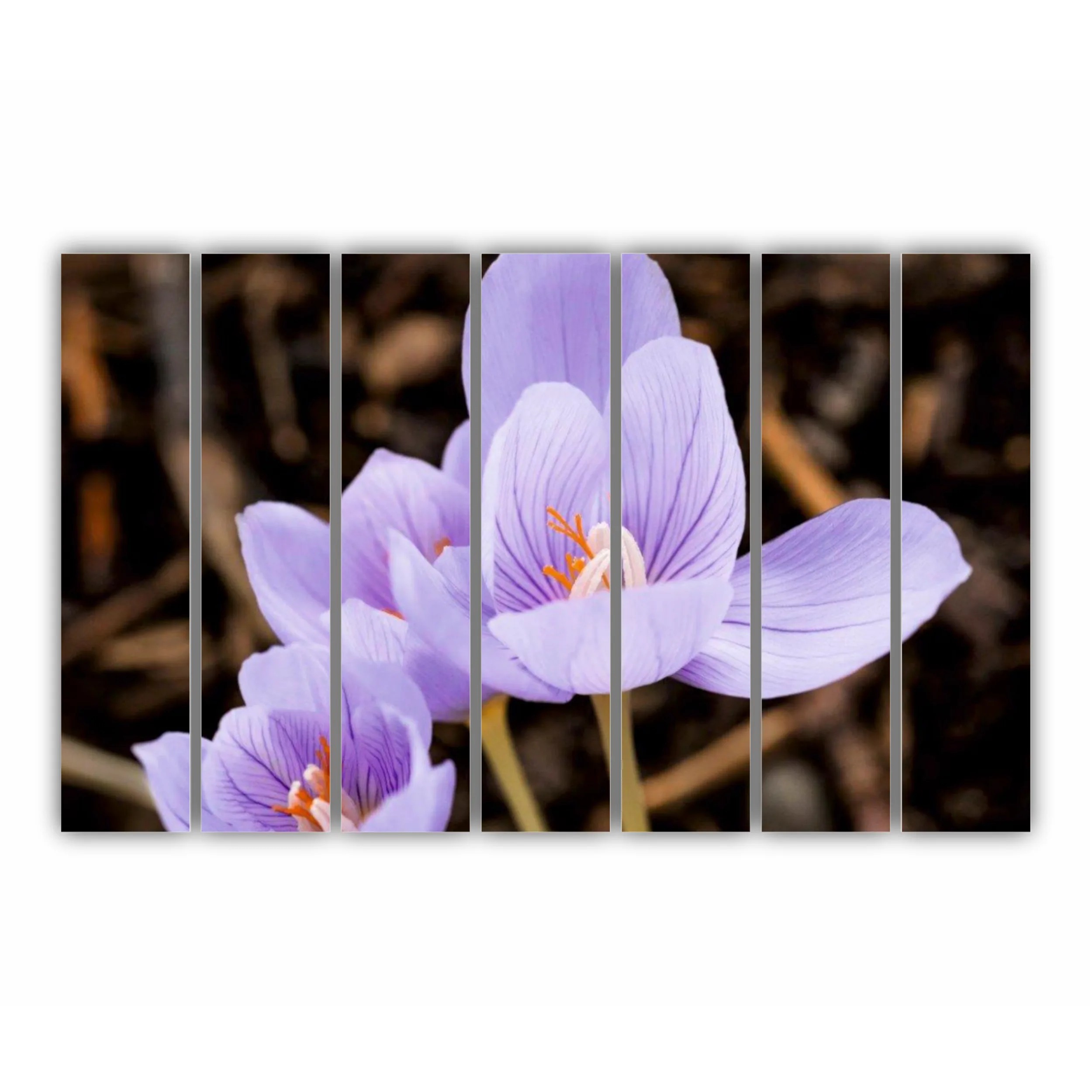 Crocus purpuriu 3