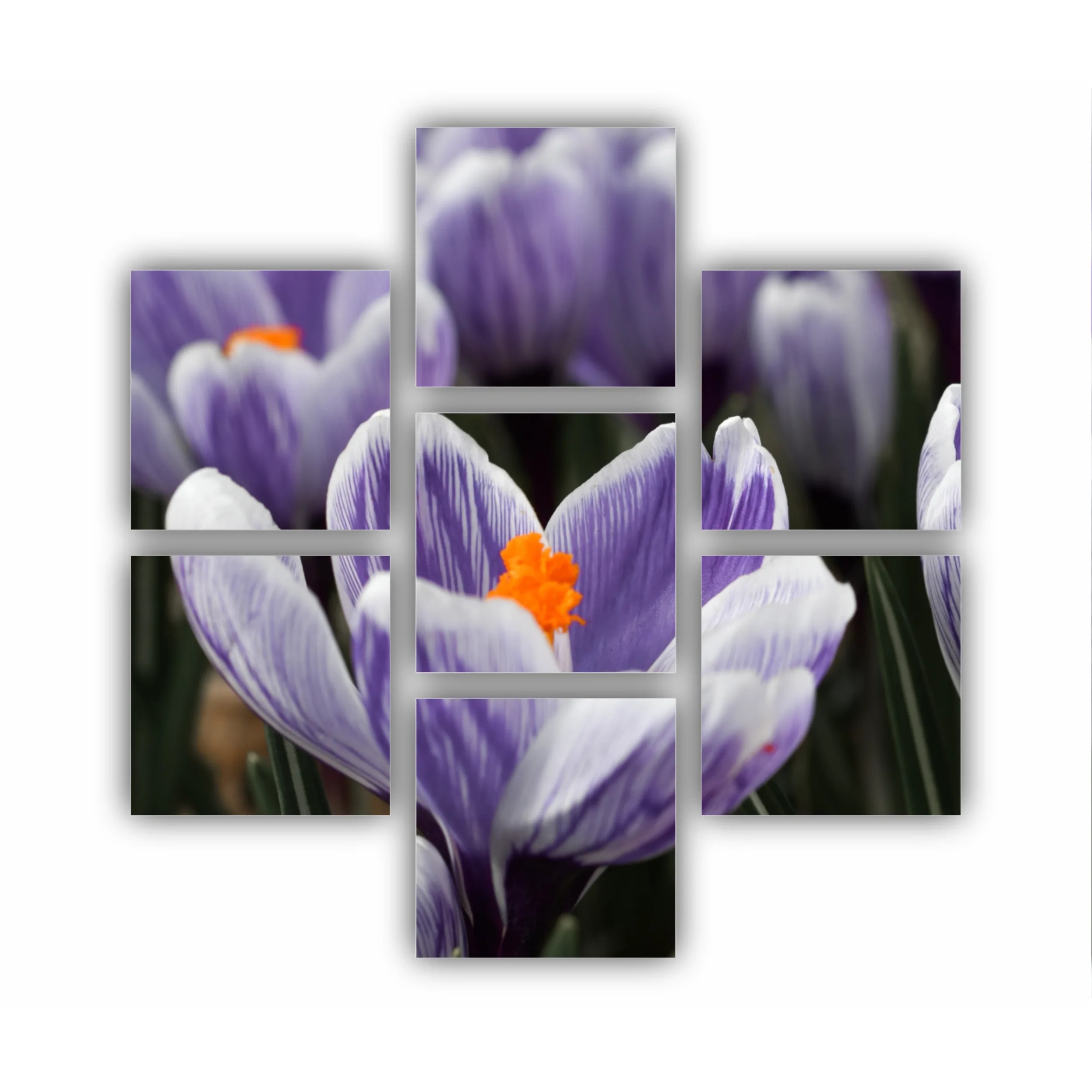 Crocus