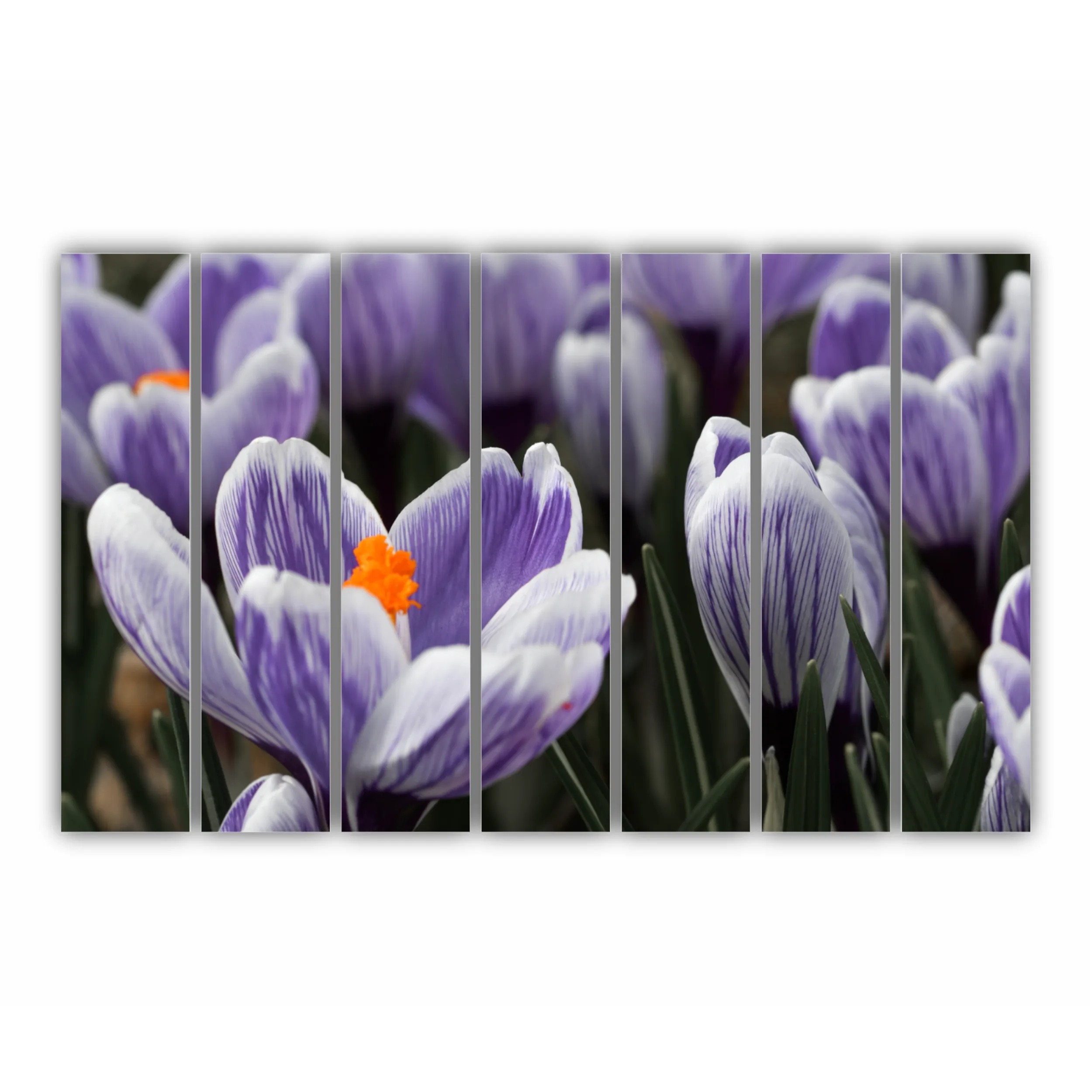 Crocus