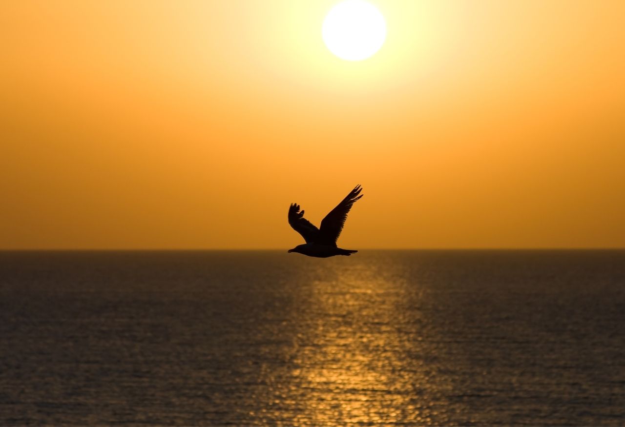 O siluetă de pescăruș | A silhouette of a seagull