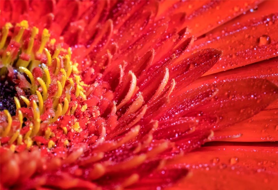 Floare de gerbera | Red gerbera flower