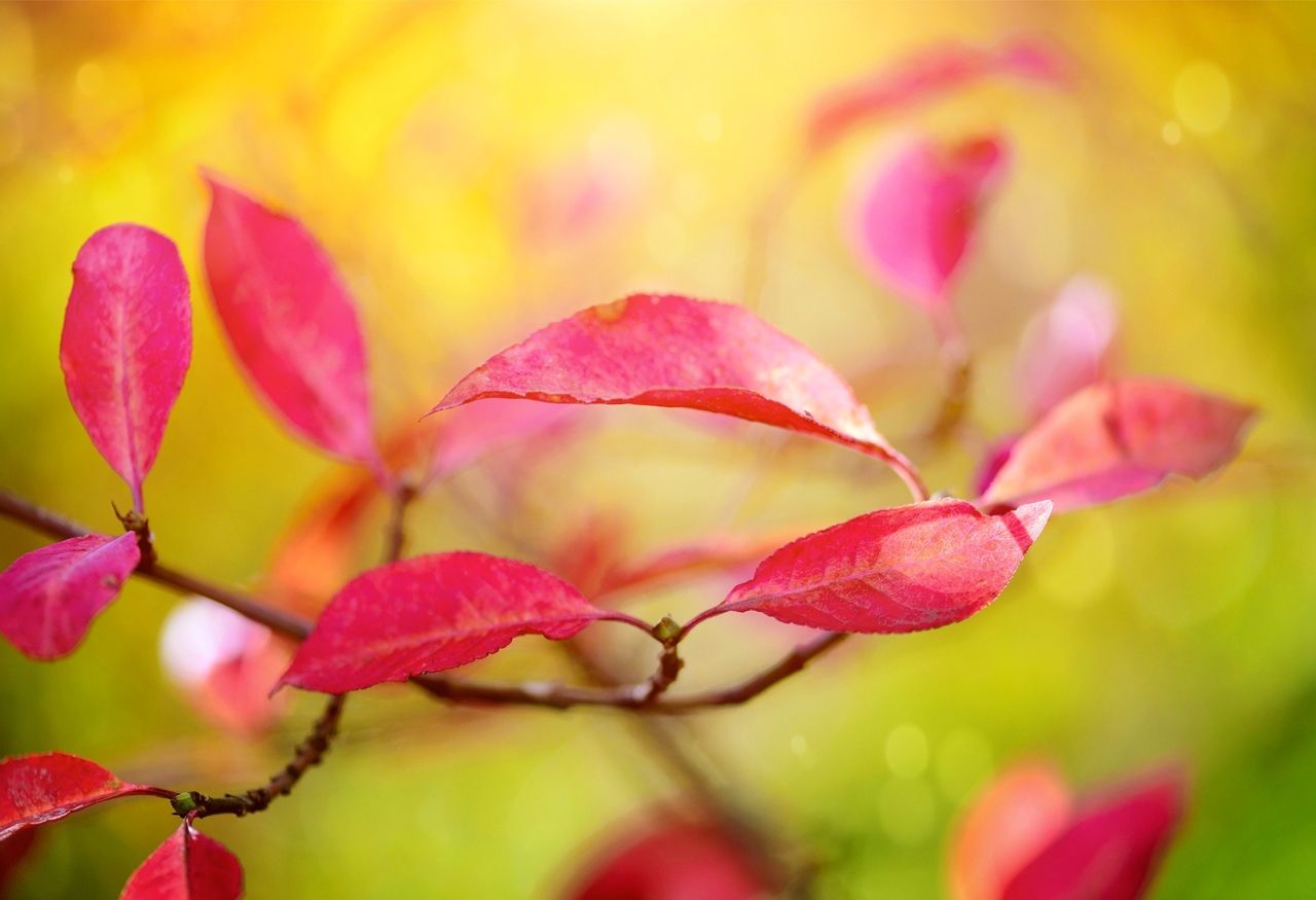 Crenguta copacului | The sprig of spindle tree