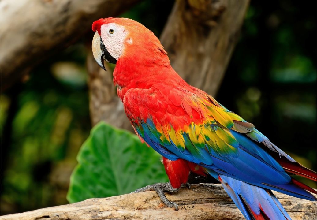 Macao stacojiu | Scarlet Macaw