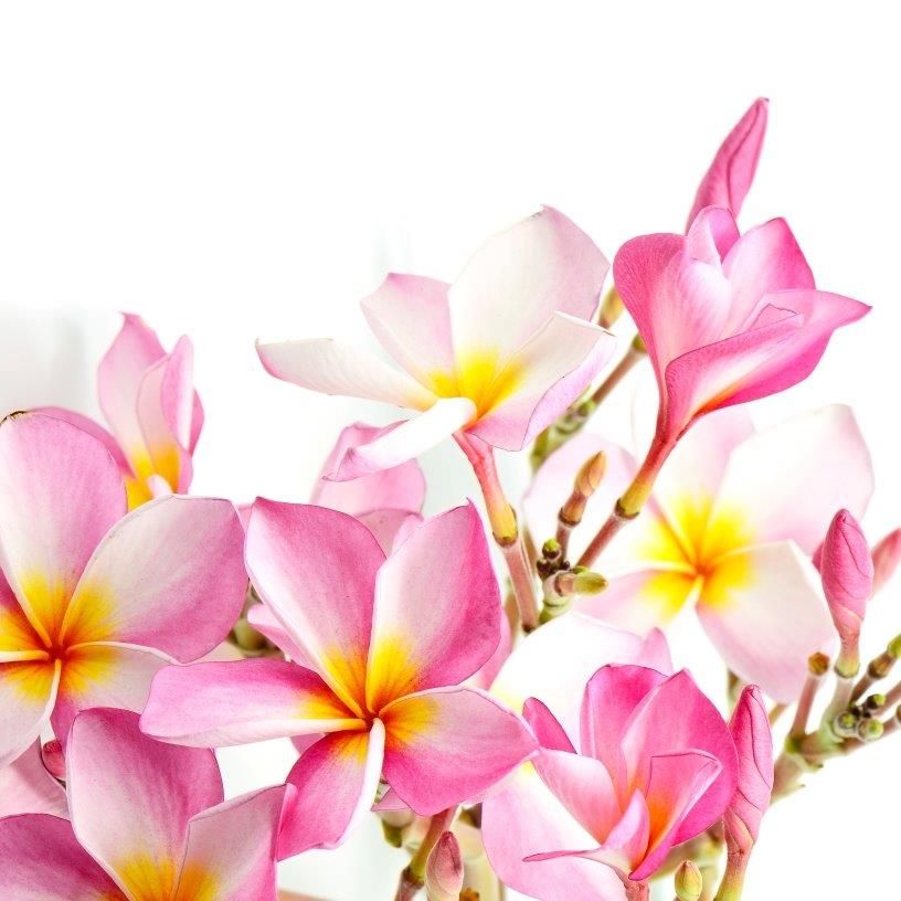 Plumeria