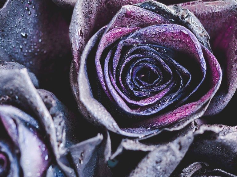 Trandafiri mov | Purple Roses