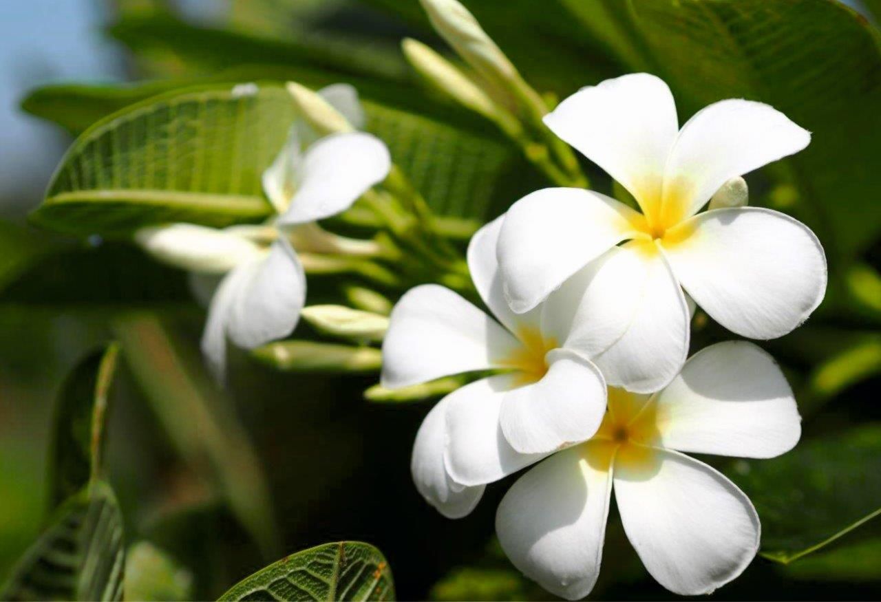 Plumeria 1