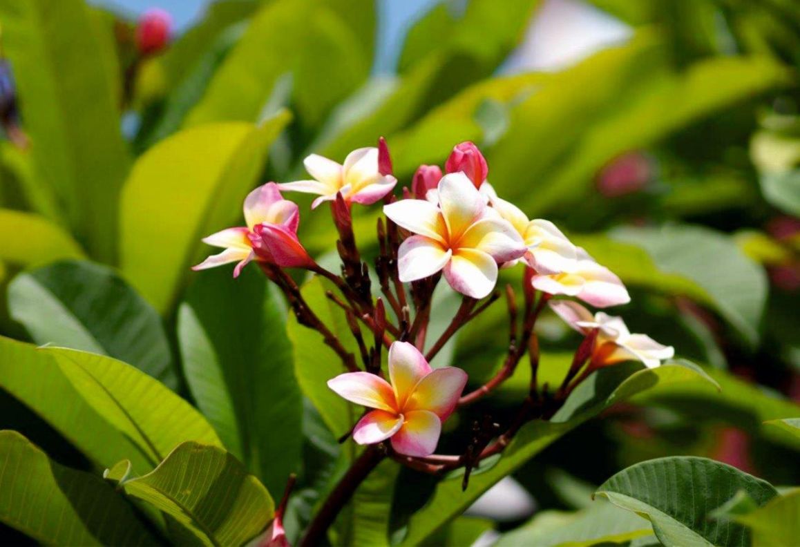 Plumeria 2