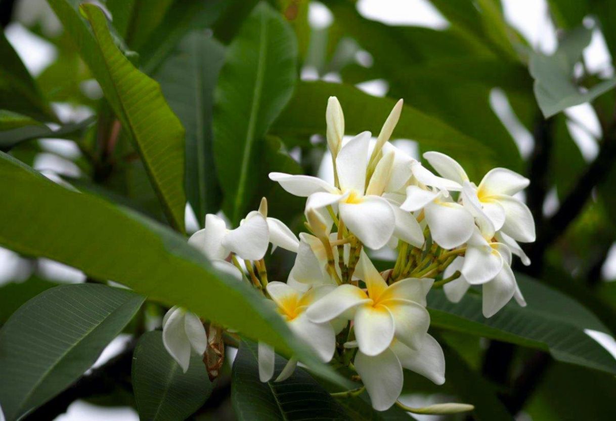 Plumeria 3