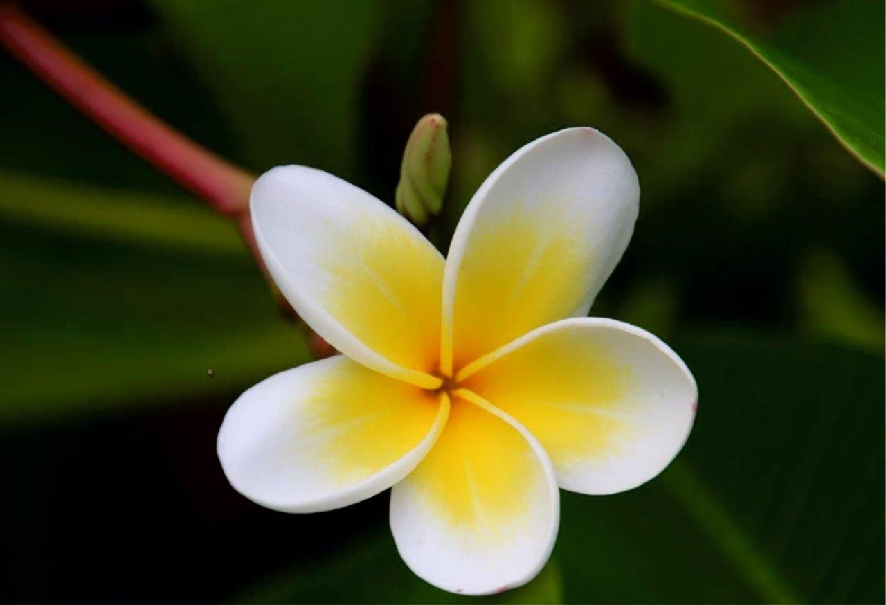 Plumeria 5