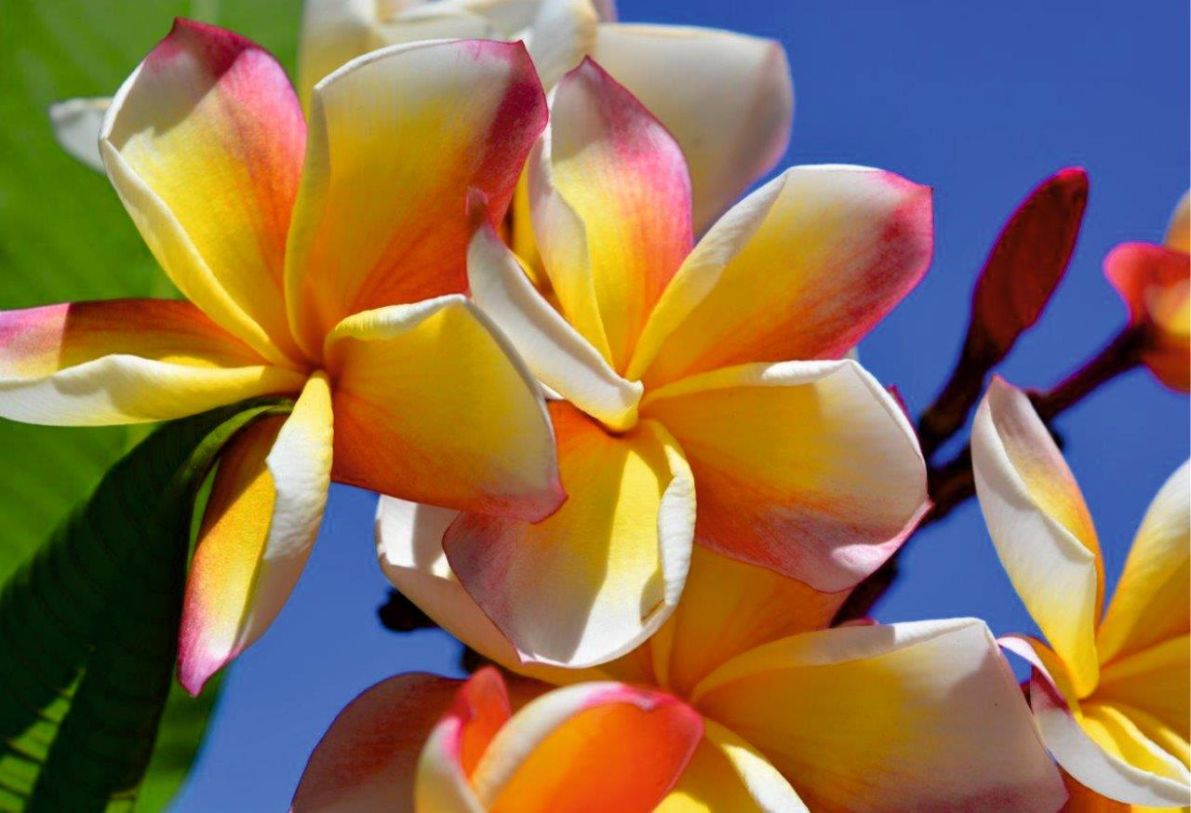 Plumeria 6