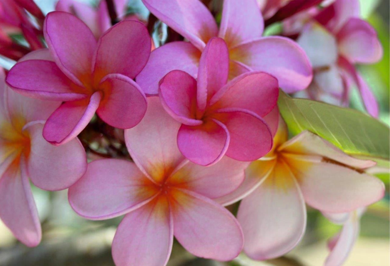 Plumeria 7