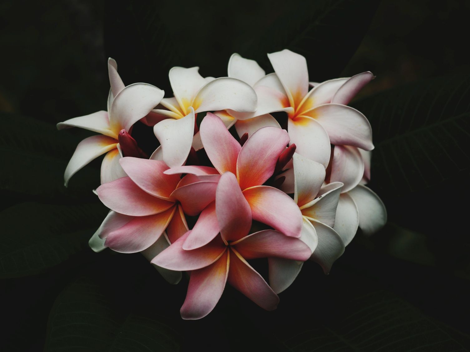 Plumeria 9