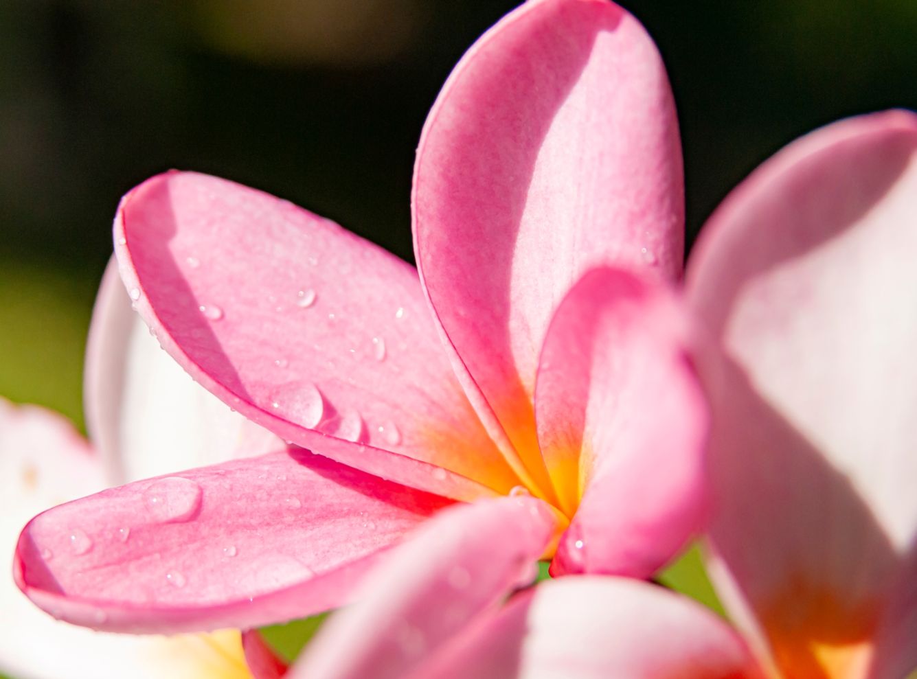 Plumeria 10