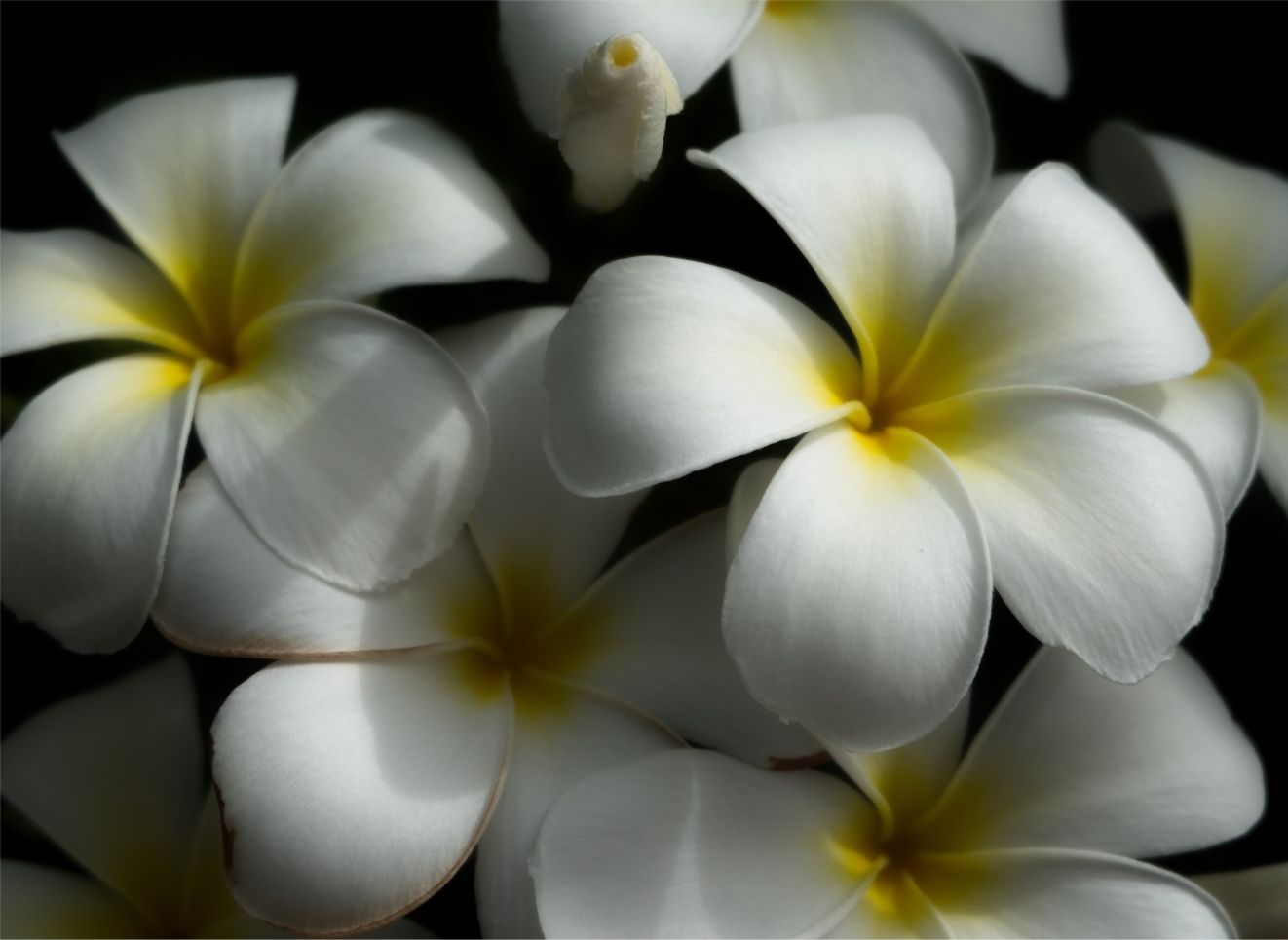 Plumeria 11