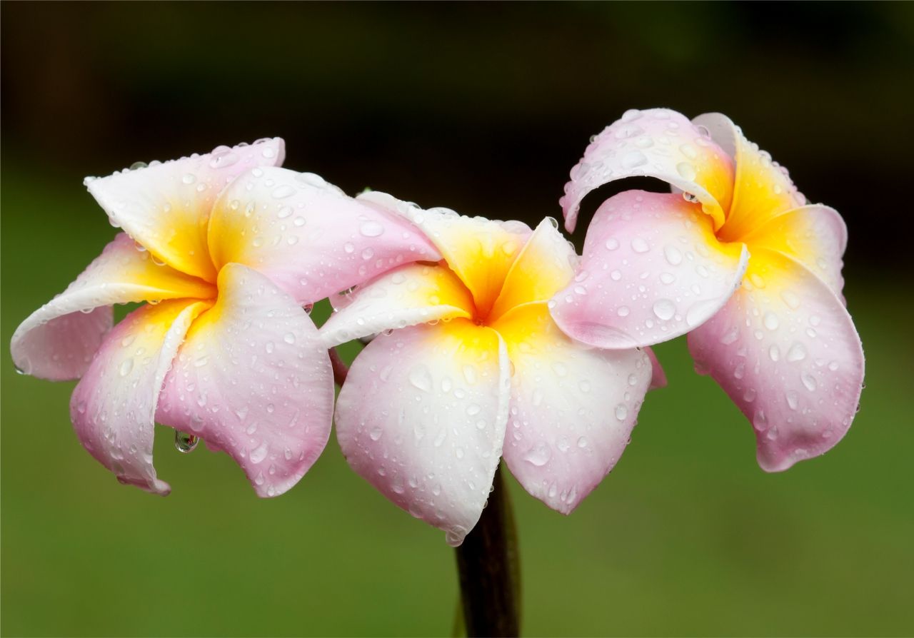 Plumeria 12