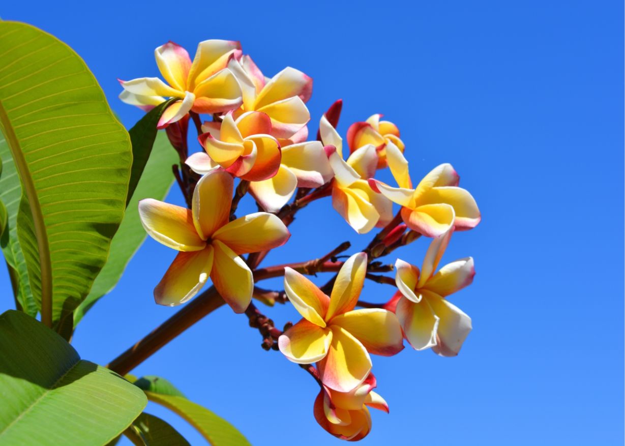 Plumeria 13