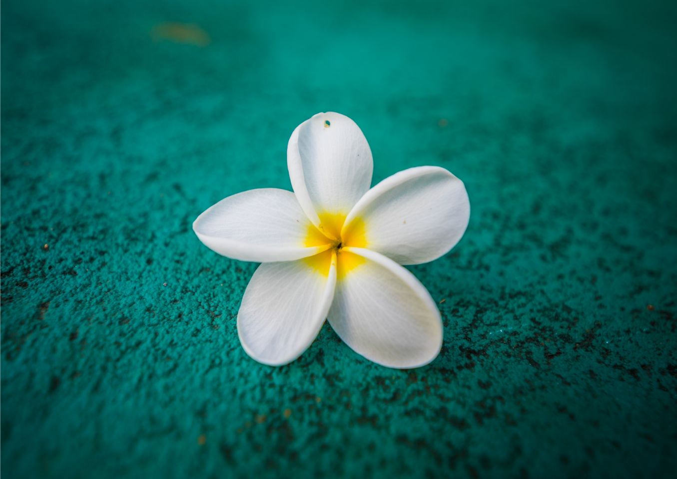 Plumeria 14