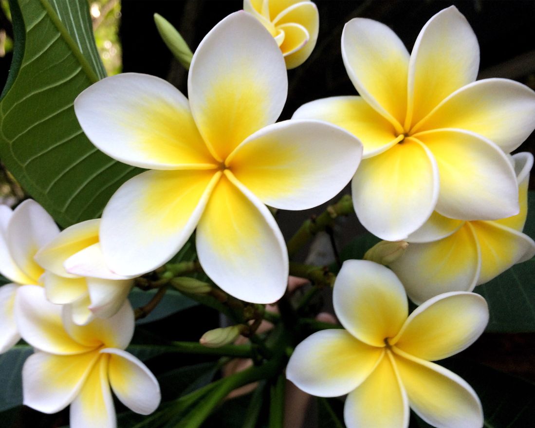 Plumeria 15