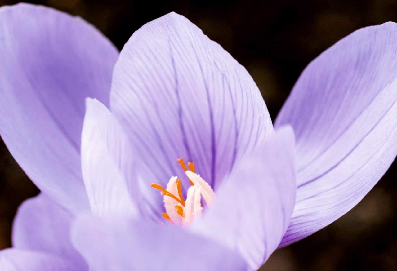 Crocus purpuriu 2