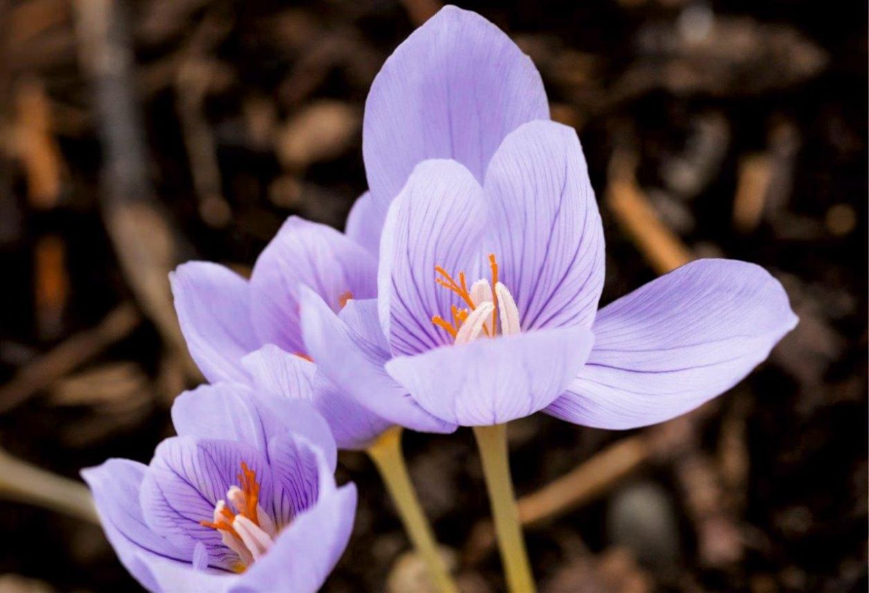 Crocus purpuriu 3