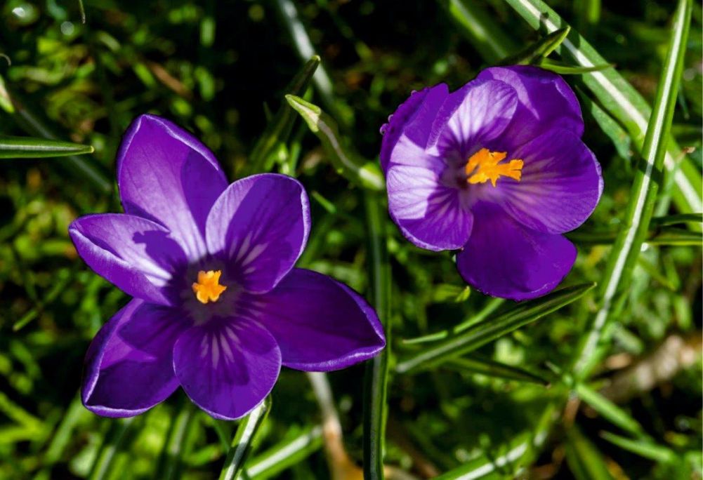 Crocus purpuriu 4