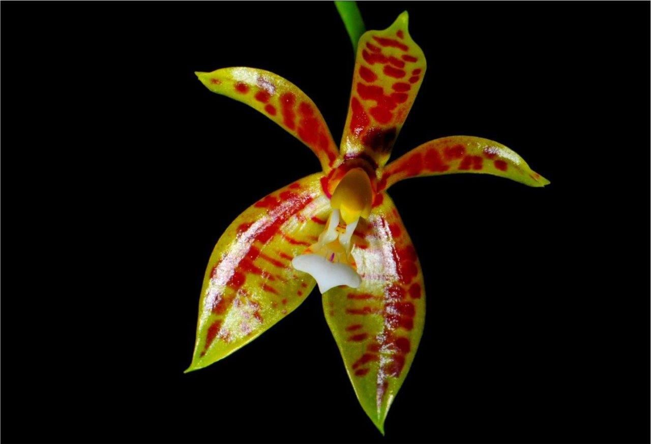 Orhidee Phalaenopsis 