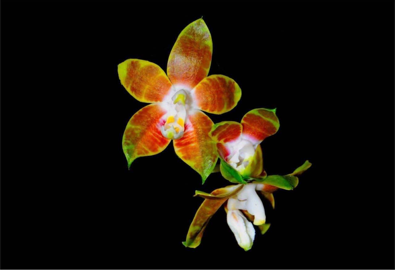 Orhidee Phalaenopsis 1